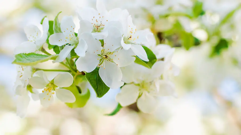 How To Tell What Type Of Apple Tree You Have