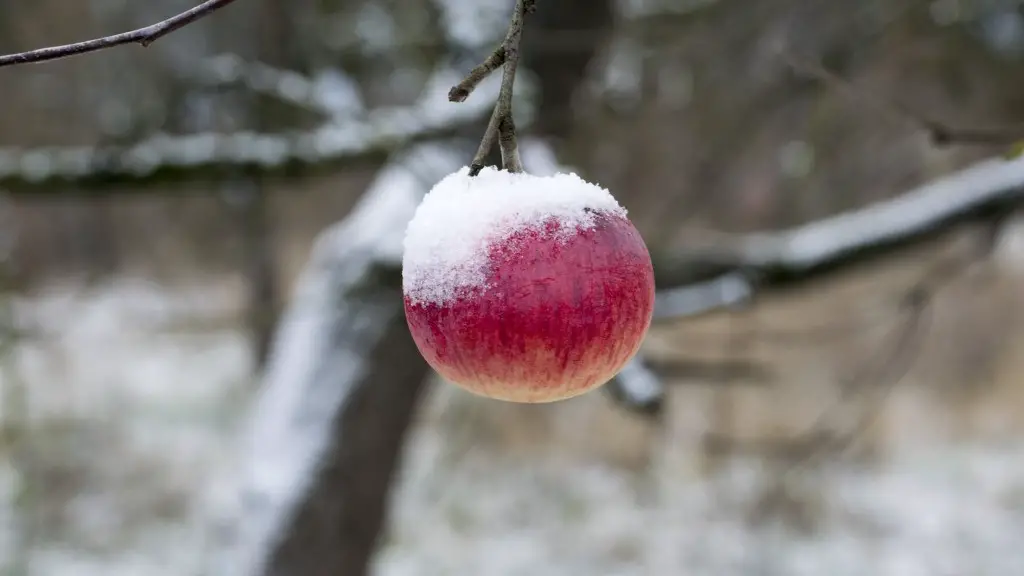 How to cut an apple tree back?