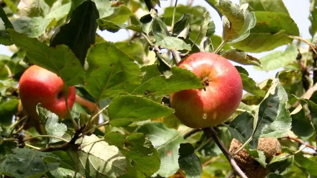 When To Cut Back An Apple Tree