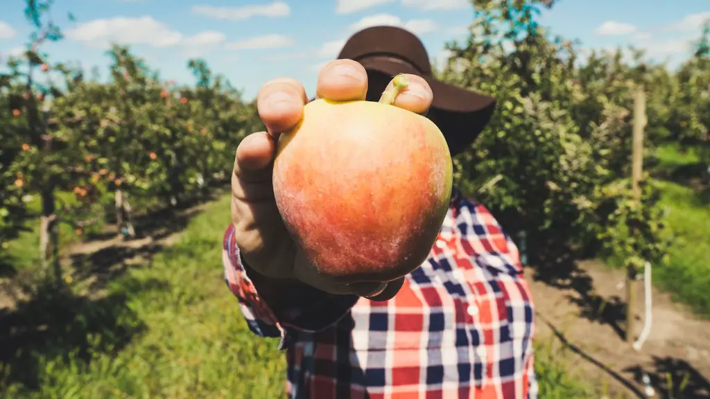 How does an apple tree reproduce?