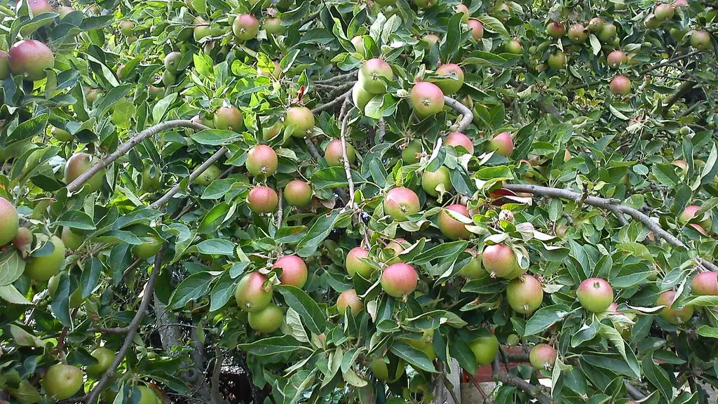 How deep are apple tree roots?