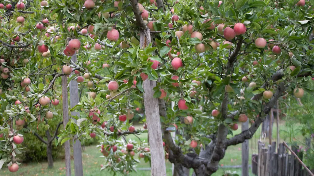 How much is a apple tree?