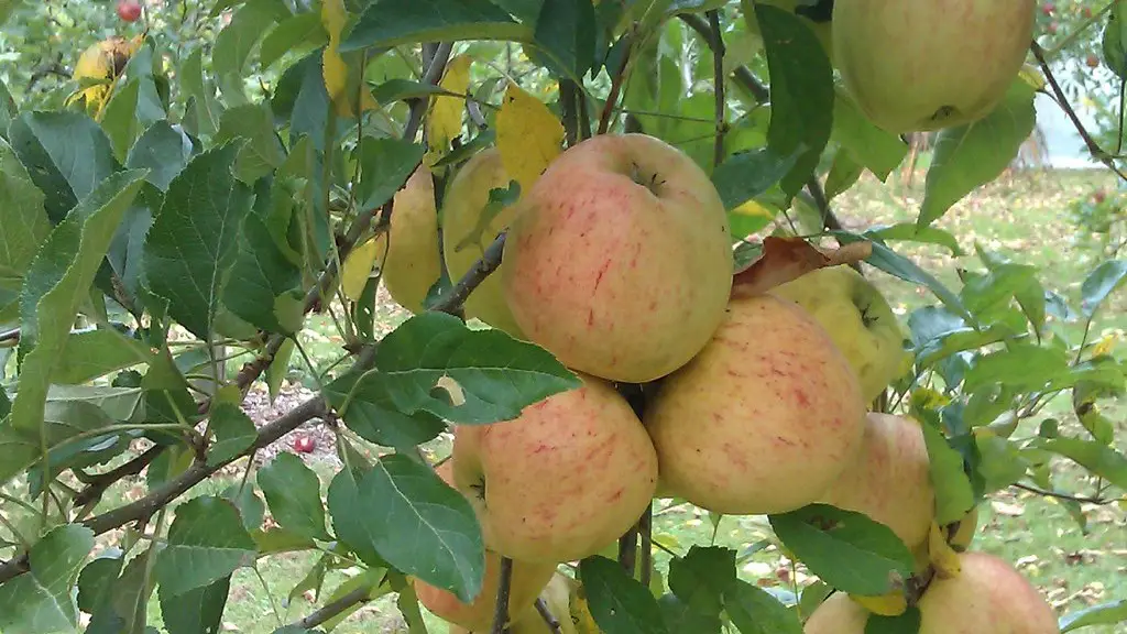 How fast does a honeycrisp apple tree grow?