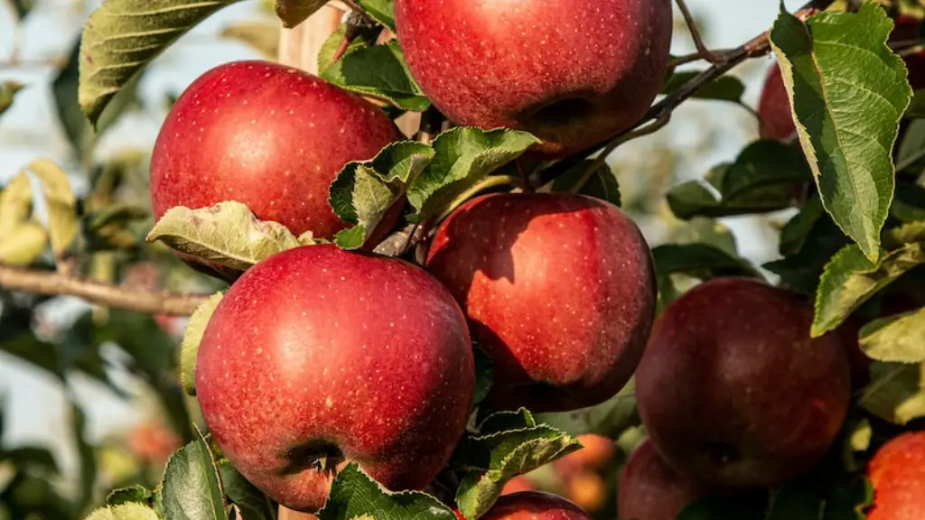 How often do you water an apple tree?