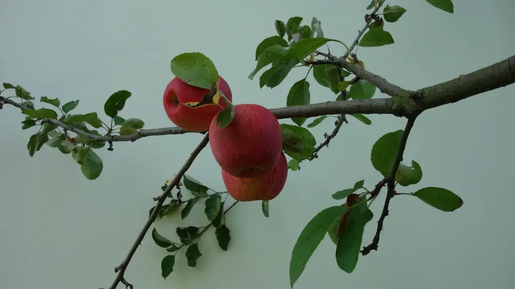 What Does A Granny Smith Apple Tree Look Like