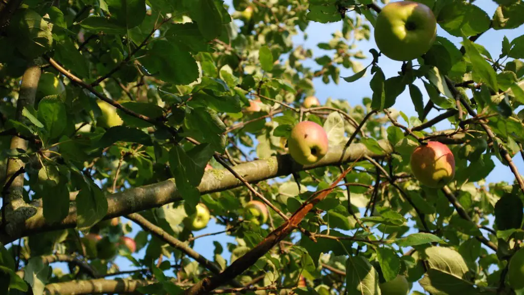 Why Does My Apple Tree Have No Blossoms