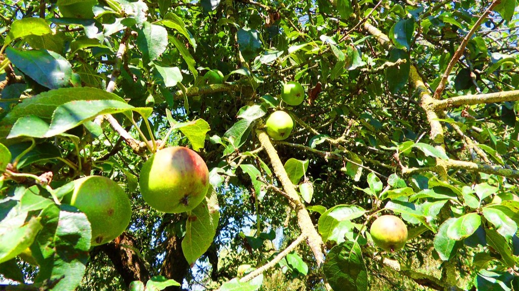 How to treat rust spots on apple tree leaves?