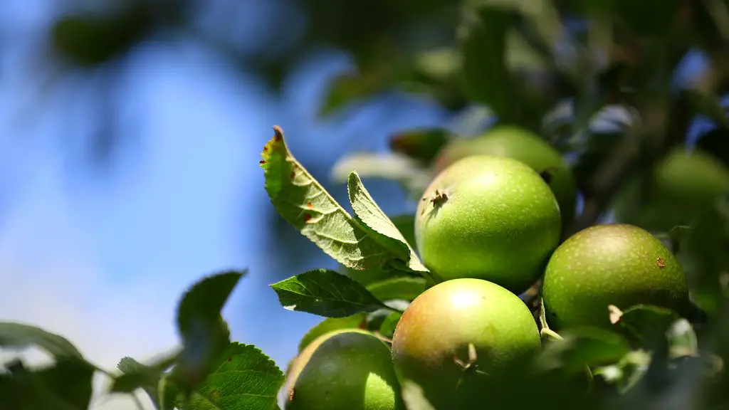 How much sun does a apple tree need?