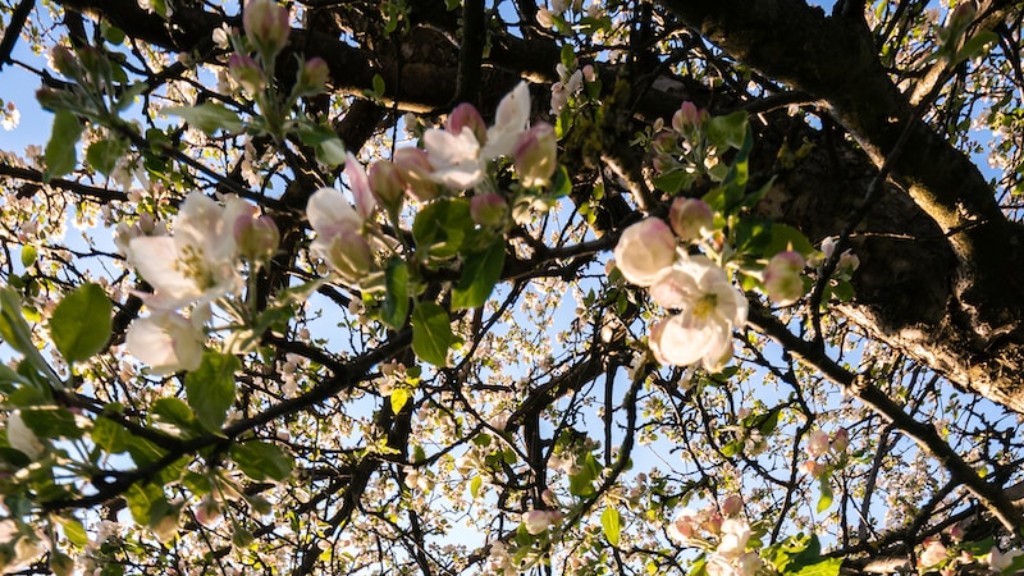 What Do Apple Tree Flowers Look Like