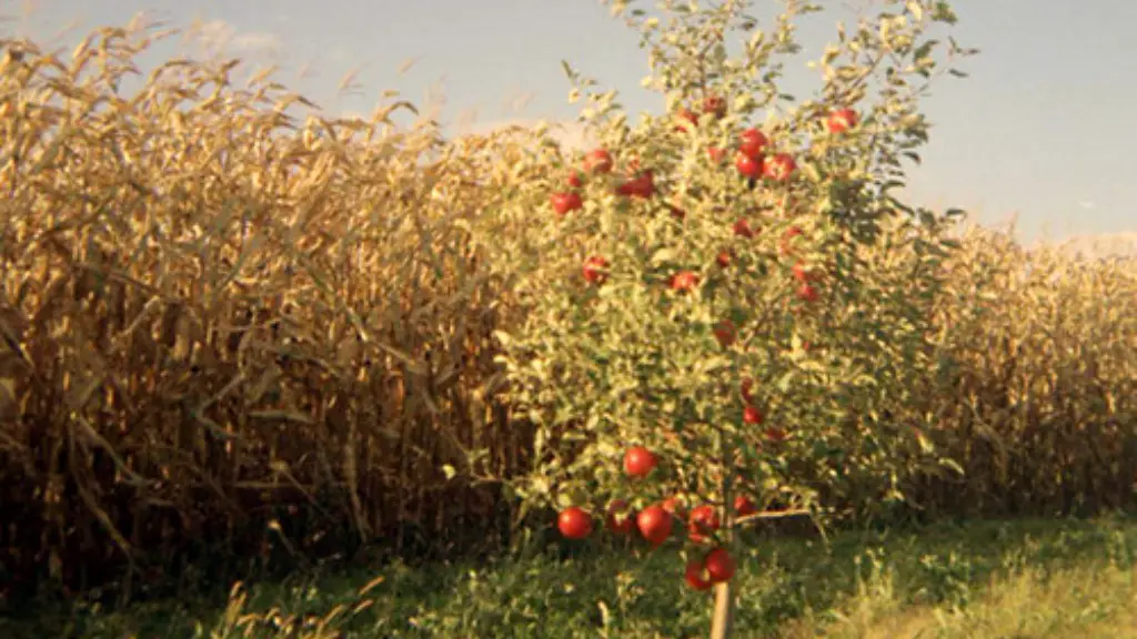 How To Keep Birds Away From My Apple Tree