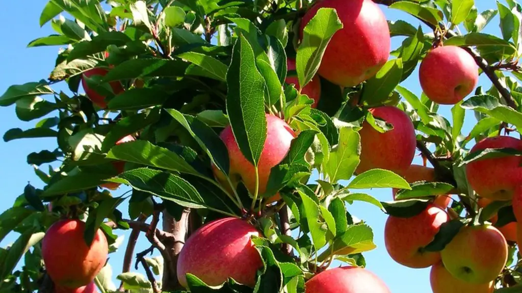 What Should A Pruned Apple Tree Look Like