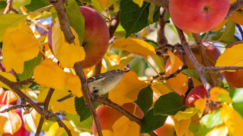 How many years for apple tree to bear fruit?