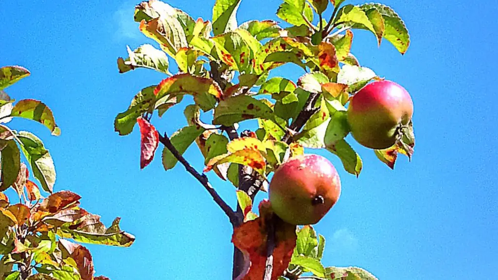 Can a cherry tree grow in florida?