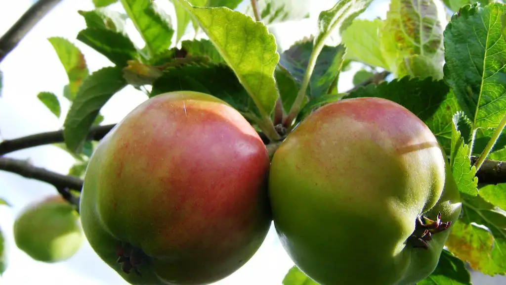 Can one apple tree produce fruit?