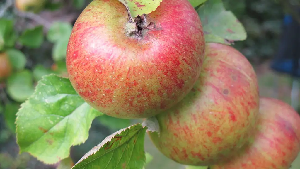 Why didn t my apple tree bloom this year?