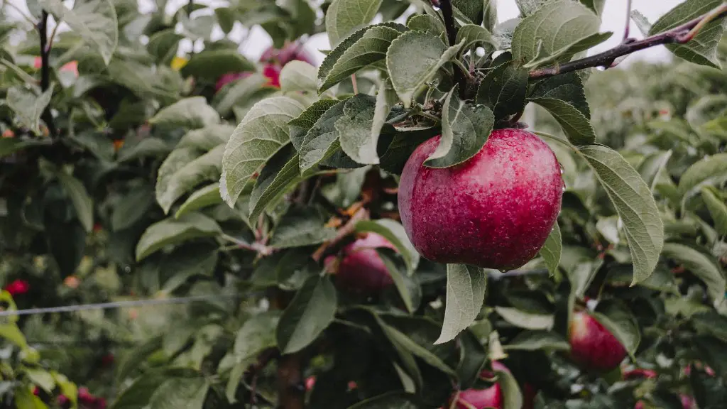 How to grow bonsai apple tree from seed?