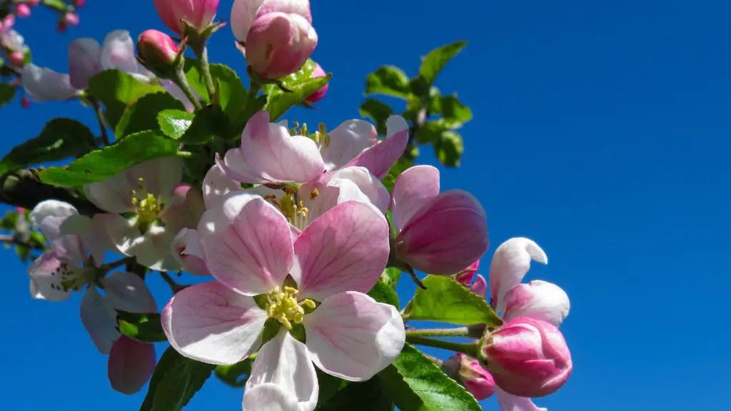 How to grow an apple tree in your backyard?