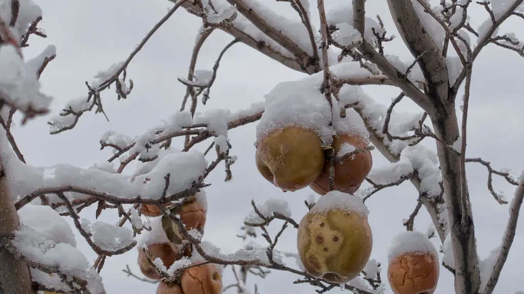 How to buy an apple tree?