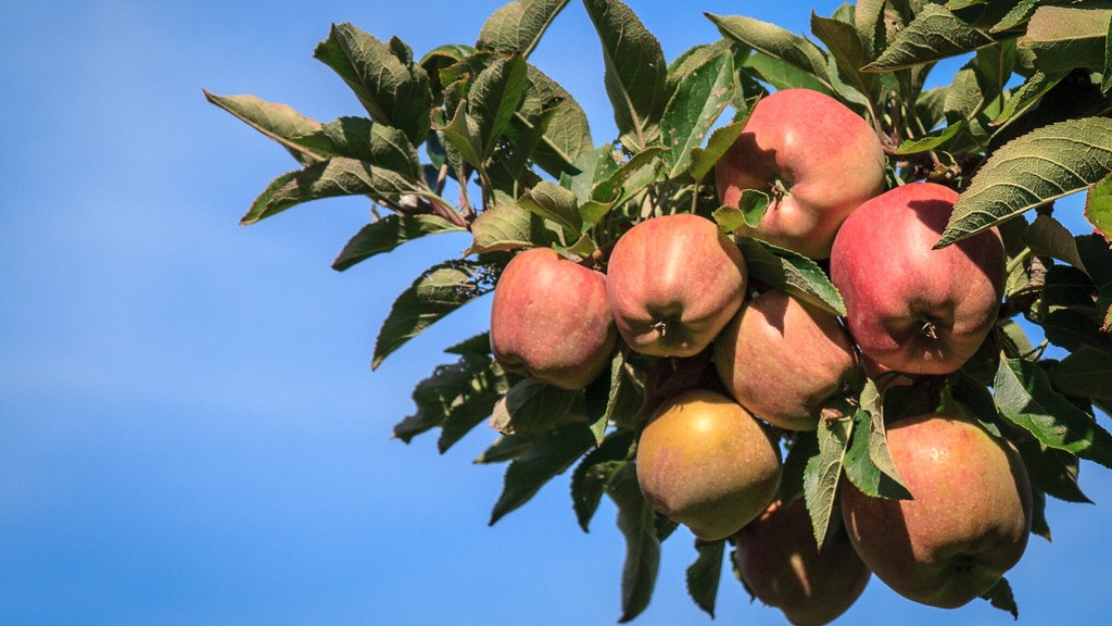 Can I Prune My Apple Tree In Summer