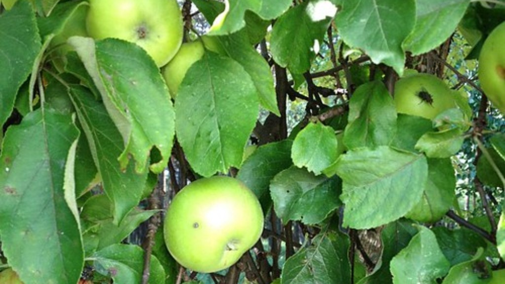 How long until an apple tree produces fruit?