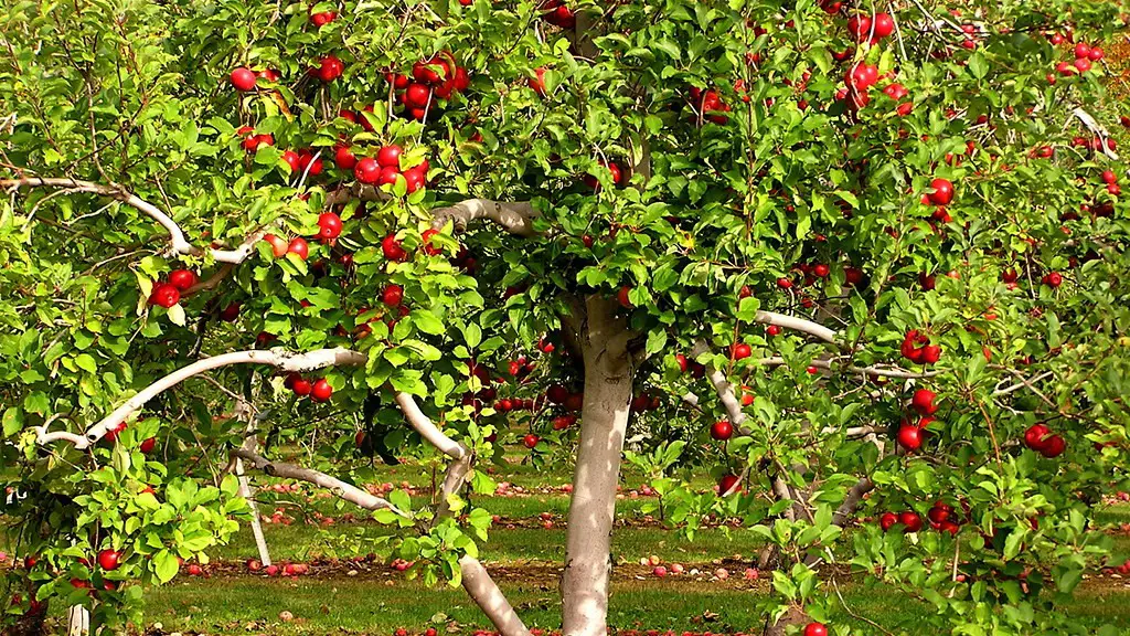 How to stop a pecan tree from producing nuts?