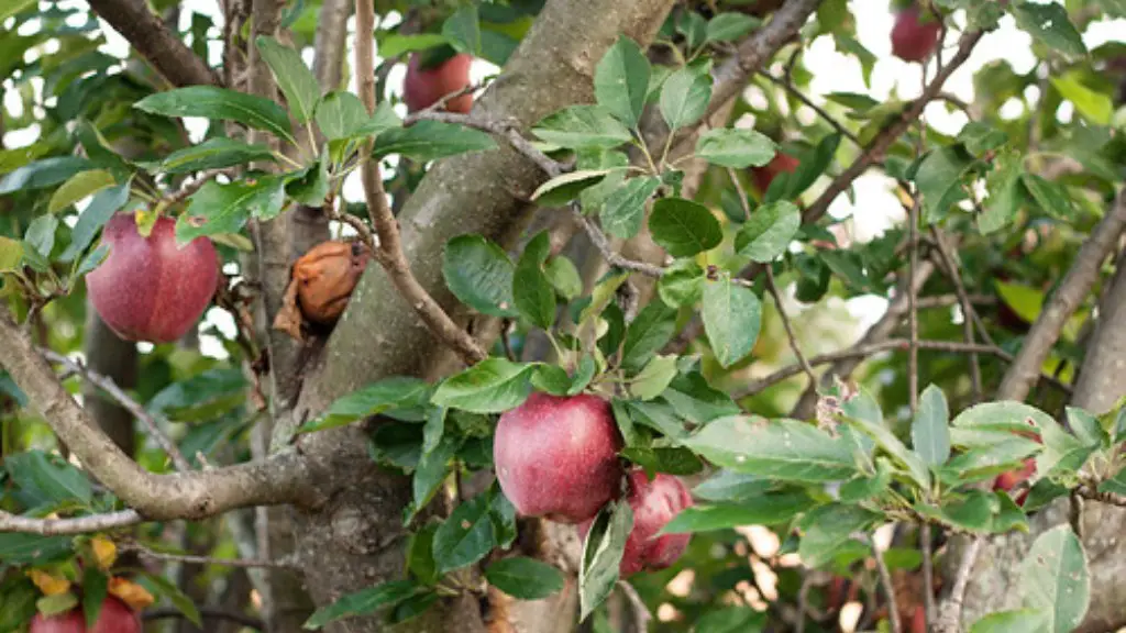 How fast does weeping cherry tree grow?