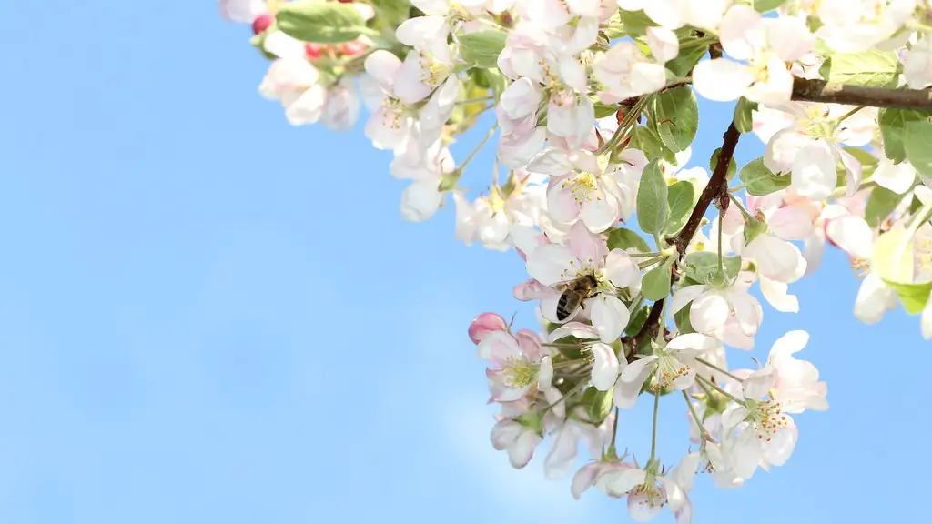 How To Care For Yoshino Cherry Tree