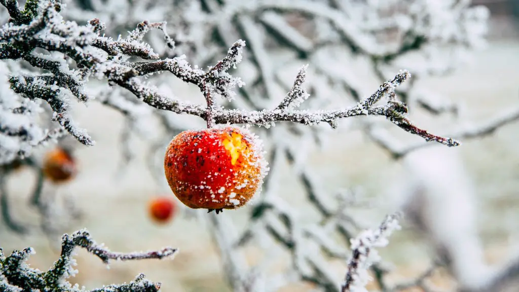 How To Support An Apple Tree