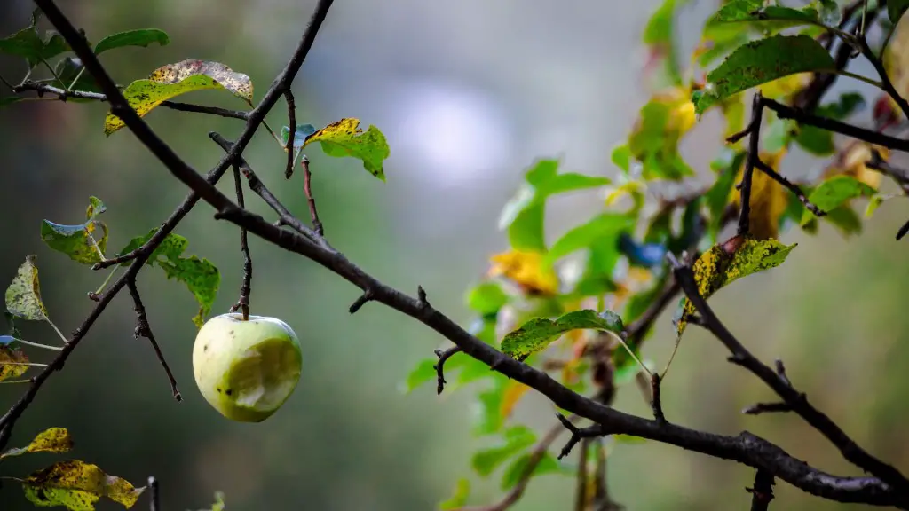 How to trim an apple tree in the fall?