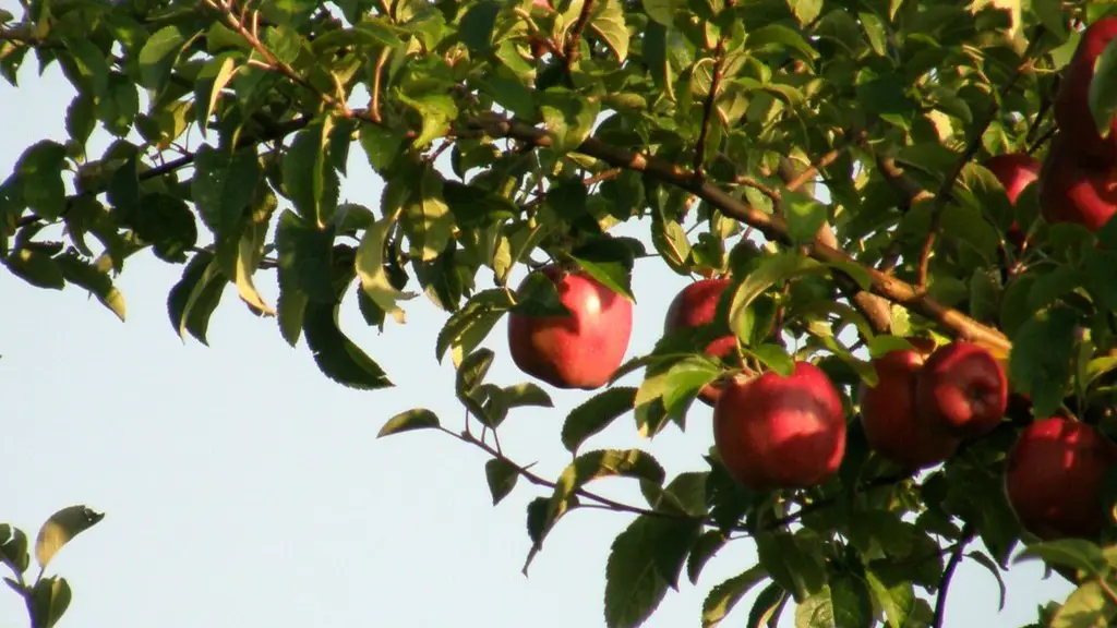 Do i need to water my apple tree?