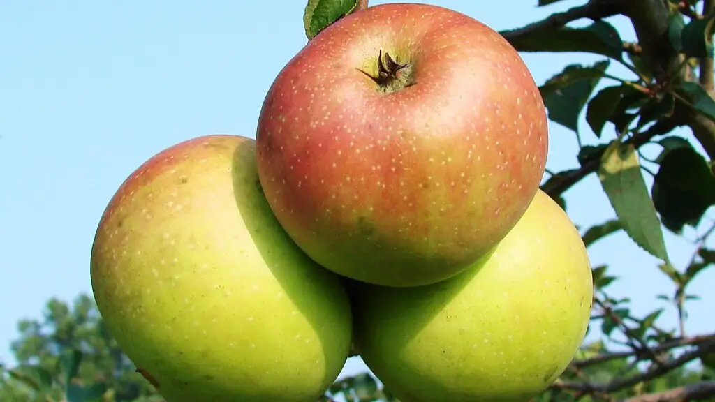 Can You Grow A Dwarf Apple Tree In A Pot