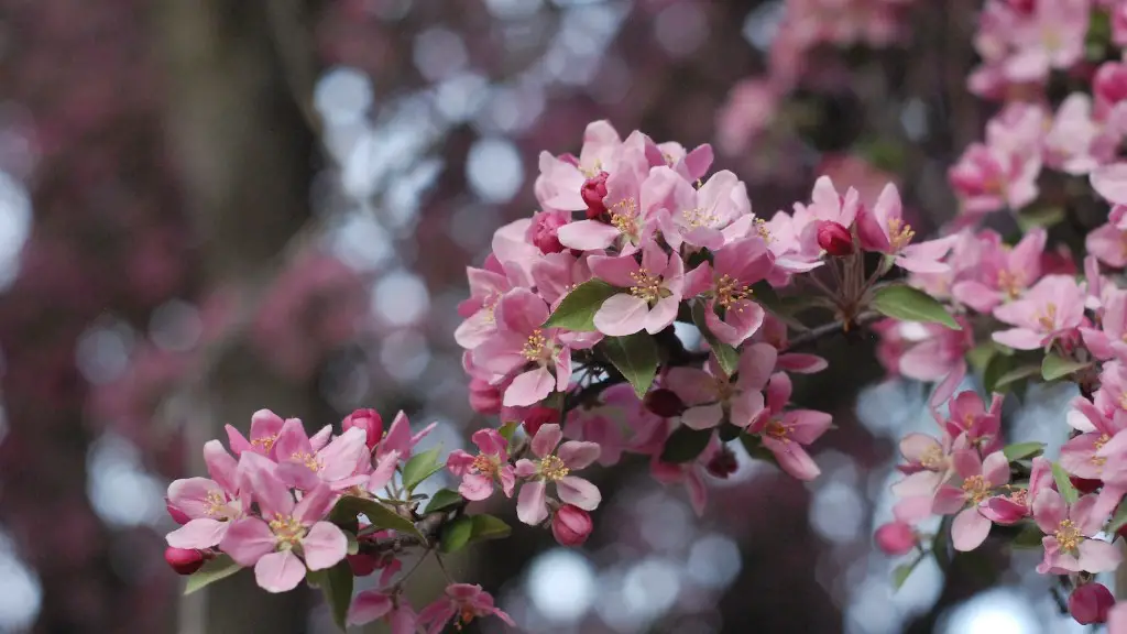 A tree similar to pecans with a flatter nut?