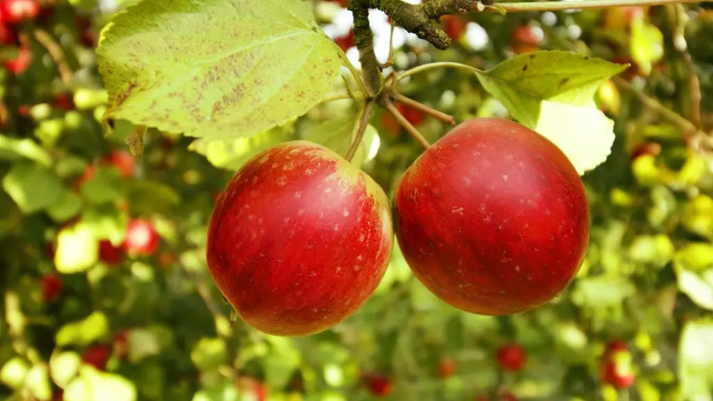 What Causes Orange Spots On Apple Tree Leaves