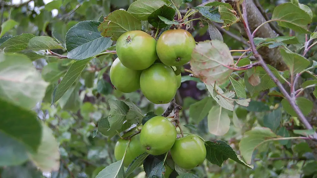 How to care for an apple tree sapling?