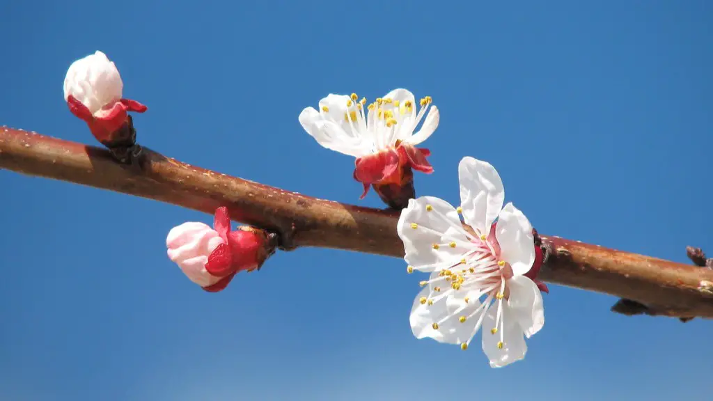 How to prune an older apple tree?