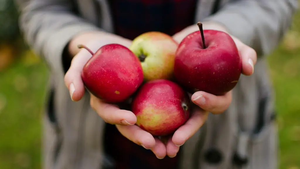 How To Spray An Apple Tree