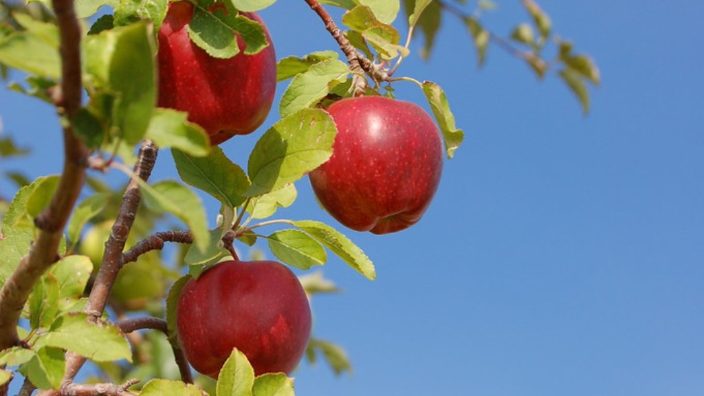 When Can I Prune A Lemon Tree