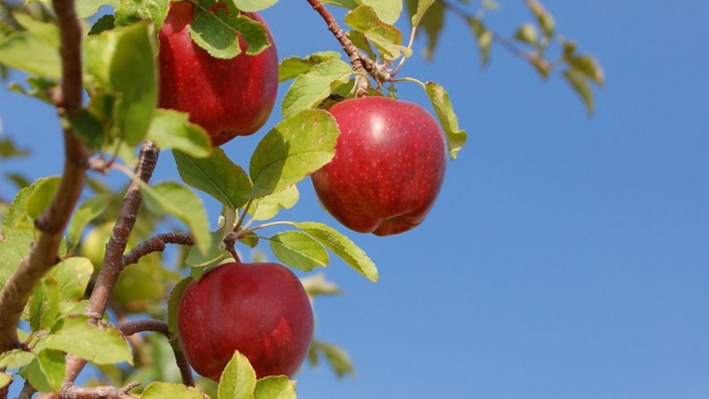 What does a cherry tree look like?