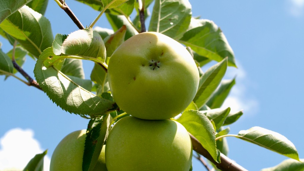 How to treat black spots on apple tree leaves?