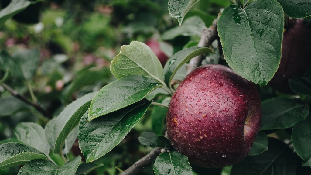 How long apple tree bear fruit?