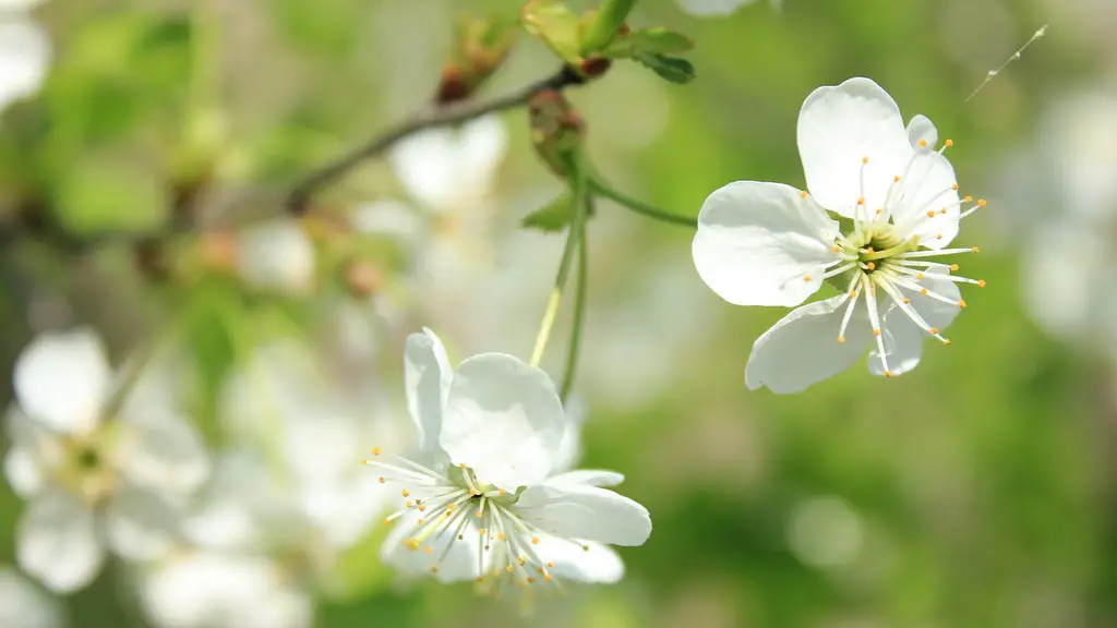 How Big Is A Cherry Blossom Tree