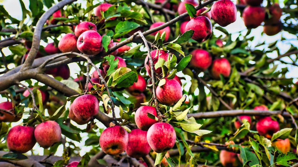 How can i grow apple tree from seeds?