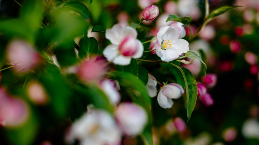 How to grow cherry blossom tree?