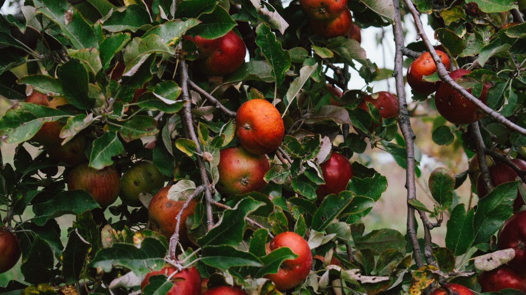 Can apple scab kill tree?
