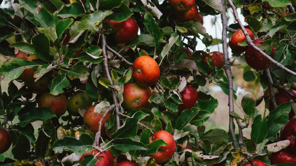 How big does a golden delicious apple tree get?