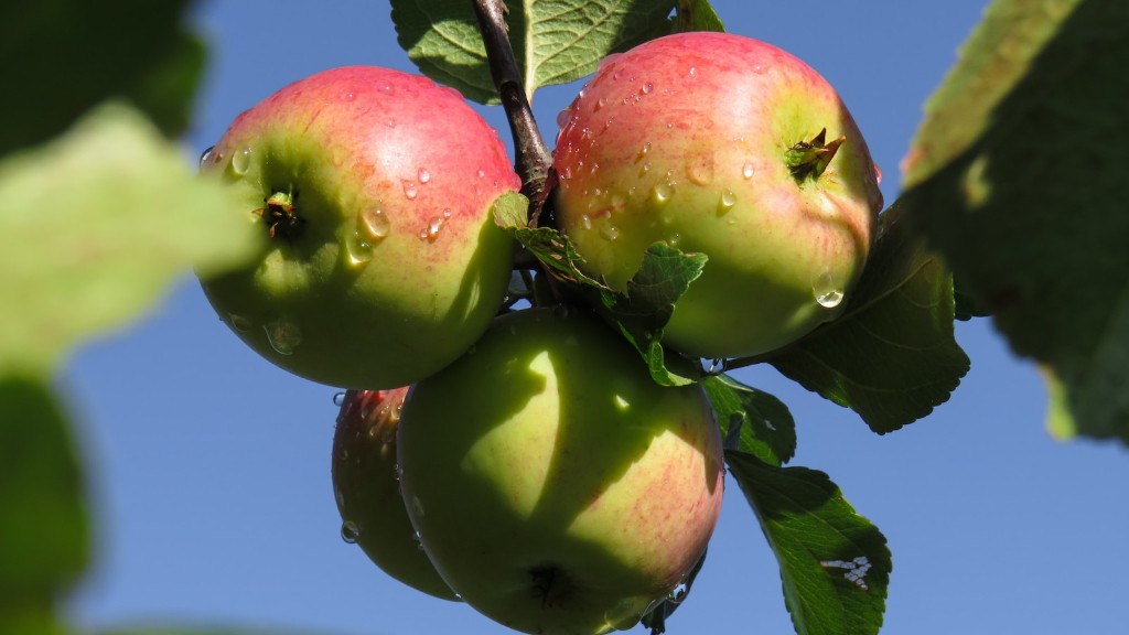 Can you plant one apple tree?