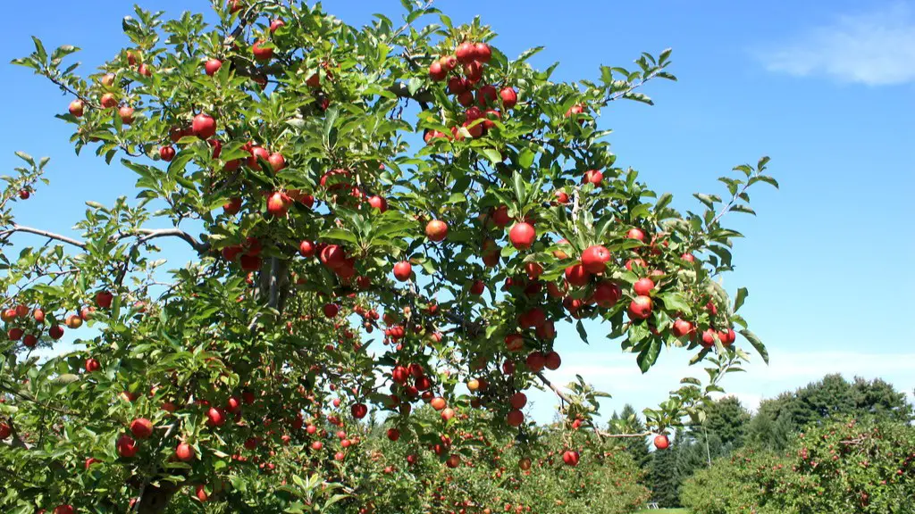 How to plant an apple tree in a pot?