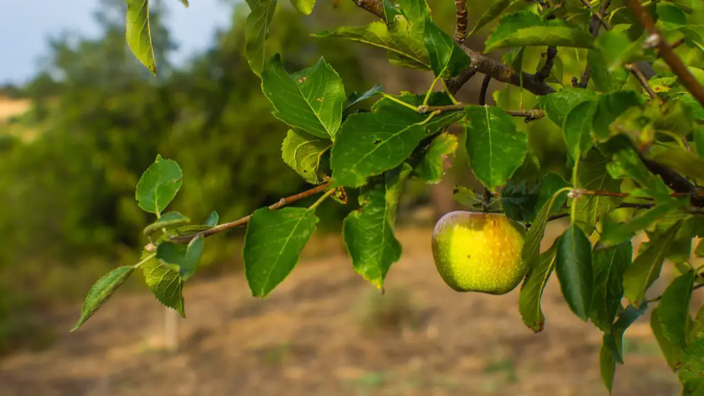 How To Stop Lemon Tree Leaves Going Yellow