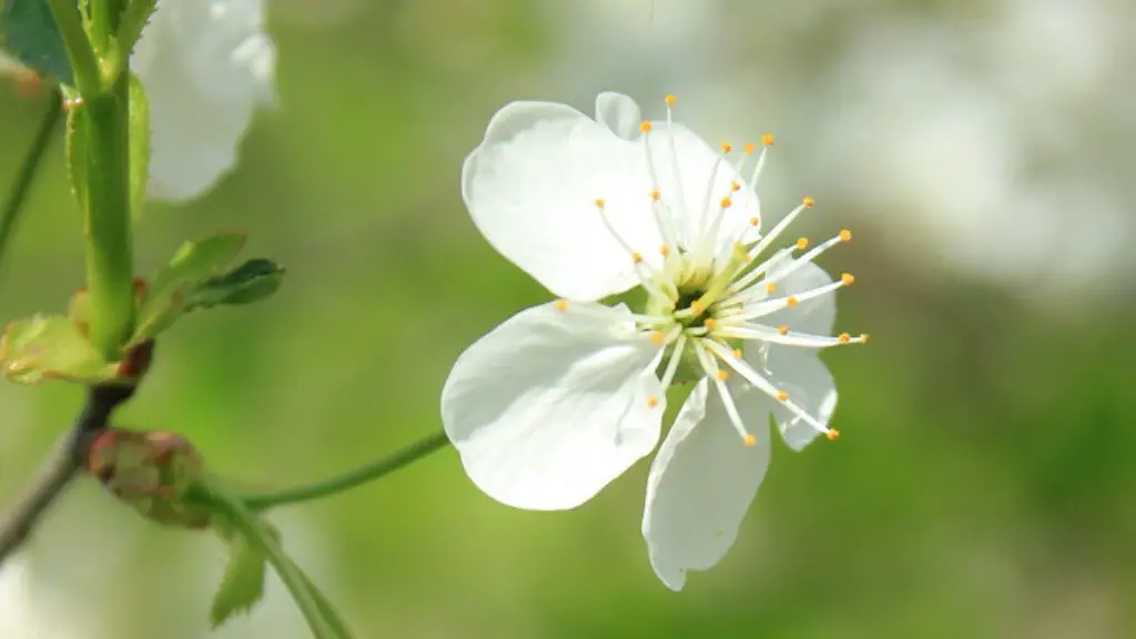 How long for a apple tree to bear fruit?