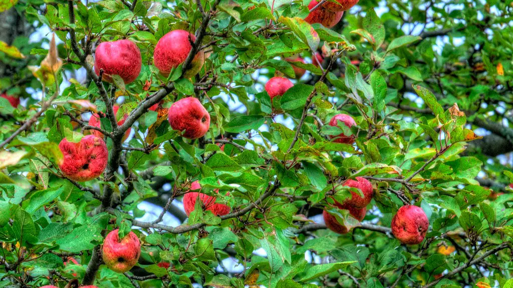 How to prune espalier apple tree?